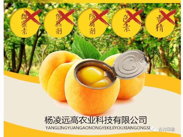 陕西远高农业谈黄桃罐头
