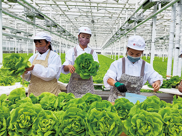 绿色蔬菜